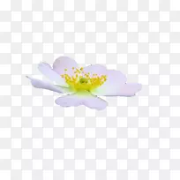 花花瓣艺术-梦想-空若网 花花瓣艺术-梦想-空若网