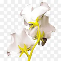 ��ɫ����-������