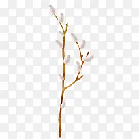 花枝-空若网 花枝-空若网