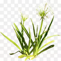 植物百合剪贴画-百合-空若网 植物百合剪贴画-百合-空若网