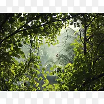 雾气与树-空若网 雾气与树-空若网