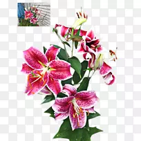 切花、砧木、花卉设计-山谷百合花-空若网 切花、砧木、花卉设计-山谷百合花-空若网