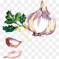手绘水彩大蒜头-空若网 手绘水彩大蒜头-空若网