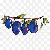 矢量李子-空若网 矢量李子-空若网