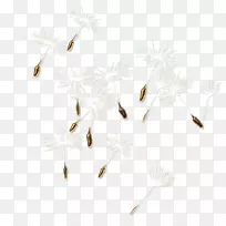 昆虫白枝条花籽-空若网 昆虫白枝条花籽-空若网