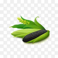 新鲜的玉米设计矢量素材,-空若网 新鲜的玉米设计矢量素材,-空若网