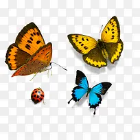 彩色黄色蓝色昆虫蝴蝶-空若网 彩色黄色蓝色昆虫蝴蝶-空若网