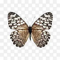 �ȴ���Ҷ��-������