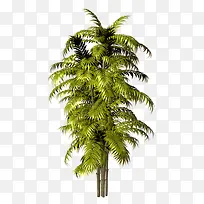 绿色棕榈树-空若网 绿色棕榈树-空若网