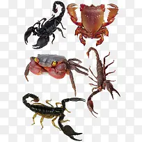 蝎子螃蟹组合-空若网 蝎子螃蟹组合-空若网