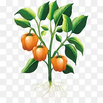 正在生长中的菜椒-空若网 正在生长中的菜椒-空若网