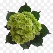 绣球切花-空若网 绣球切花-空若网