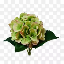 绣球切花-空若网 绣球切花-空若网