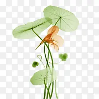 Ë®²Ê»ºÉ»¨-¿ÕÈôÍø Ë®²Ê»ºÉ»¨-¿ÕÈôÍø