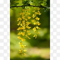 ��֦�ϴ���Ļ�ɫ����-������