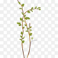 Êֻ濨ͨÊ÷Ö¦ÂÌÒ¶Ö²Îï-¿ÕÈôÍø Êֻ濨ͨÊ÷Ö¦ÂÌÒ¶Ö²Îï-¿ÕÈôÍø