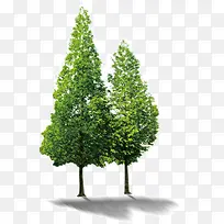 日光下的大树-空若网 日光下的大树-空若网