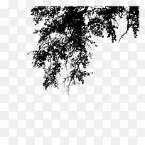 树枝影子-空若网 树枝影子-空若网