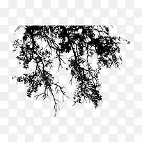 树枝影子-空若网 树枝影子-空若网