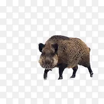 野生野猪-空若网 野生野猪-空若网