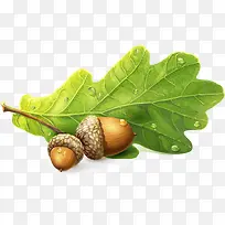 可爱好吃松子-空若网 可爱好吃松子-空若网