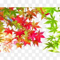 彩色的枫叶-空若网 彩色的枫叶-空若网
