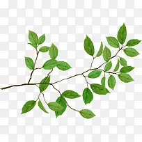 手绘绿色树枝-空若网 手绘绿色树枝-空若网