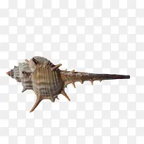 棕色创意海螺-空若网 棕色创意海螺-空若网