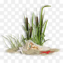 沙子海星小草-空若网 沙子海星小草-空若网