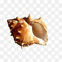 棕色创意海螺-空若网 棕色创意海螺-空若网