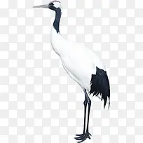 白色站立仙鹤q版-空若网 白色站立仙鹤q版-空若网