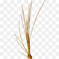 棕色草-空若网 棕色草-空若网