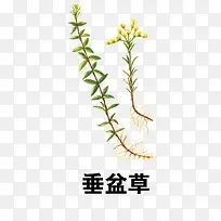 垂盆草-空若网 垂盆草-空若网