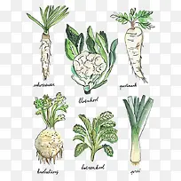水彩蔬菜-空若网 水彩蔬菜-空若网