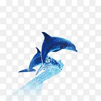 海豚素材-空若网 海豚素材-空若网