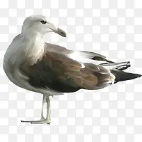 卡通动物动物元素-空若网 卡通动物动物元素-空若网