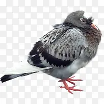 手绘动物手绘动物图片-空若网 手绘动物手绘动物图片-空若网