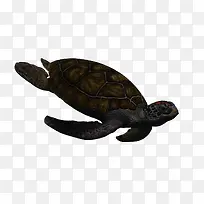 ���׶��ﺣ��ͼƬ-������