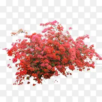 高清摄影盛开的红色的梅花-空若网 高清摄影盛开的红色的梅花-空若网