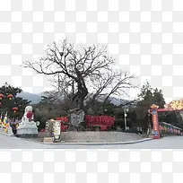 光秃秃的许愿树-空若网 光秃秃的许愿树-空若网