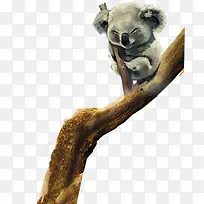 手绘树枝上的考拉-空若网 手绘树枝上的考拉-空若网