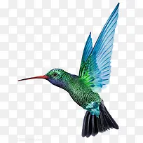 鸟-空若网 鸟-空若网