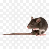 һֻ����-������