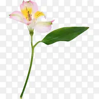 高清摄影花卉植物造型-空若网 高清摄影花卉植物造型-空若网