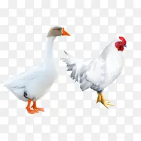 矢量动物家禽素材白鹅公鸡-空若网 矢量动物家禽素材白鹅公鸡-空若网