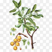 槲寄生手绘-空若网 槲寄生手绘-空若网