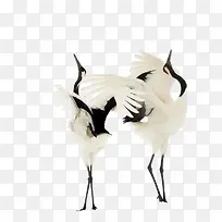 µ¤¶¥º×Á½¸öÕÅ¿ª³á°òµÄµ¤¶¥º×-¿ÕÈôÍø µ¤¶¥º×Á½¸öÕÅ¿ª³á°òµÄµ¤¶¥º×-¿ÕÈôÍø