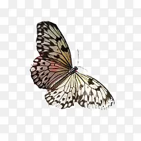 菜粉蝴蝶-空若网 菜粉蝴蝶-空若网