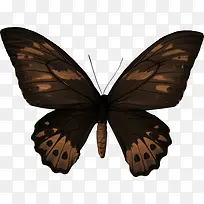 深色蝴蝶-空若网 深色蝴蝶-空若网