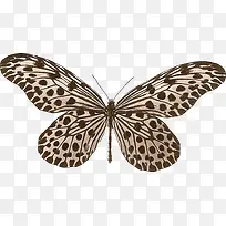 豹纹蝴蝶-空若网 豹纹蝴蝶-空若网